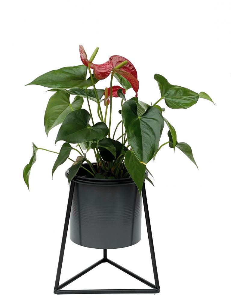 DanDiBo Blumenhocker mit Topf Metall Schwarz S 25 cm Blumenständer 96052 Blumensäule Modern Pflanzenständer Pflanzenhocker
