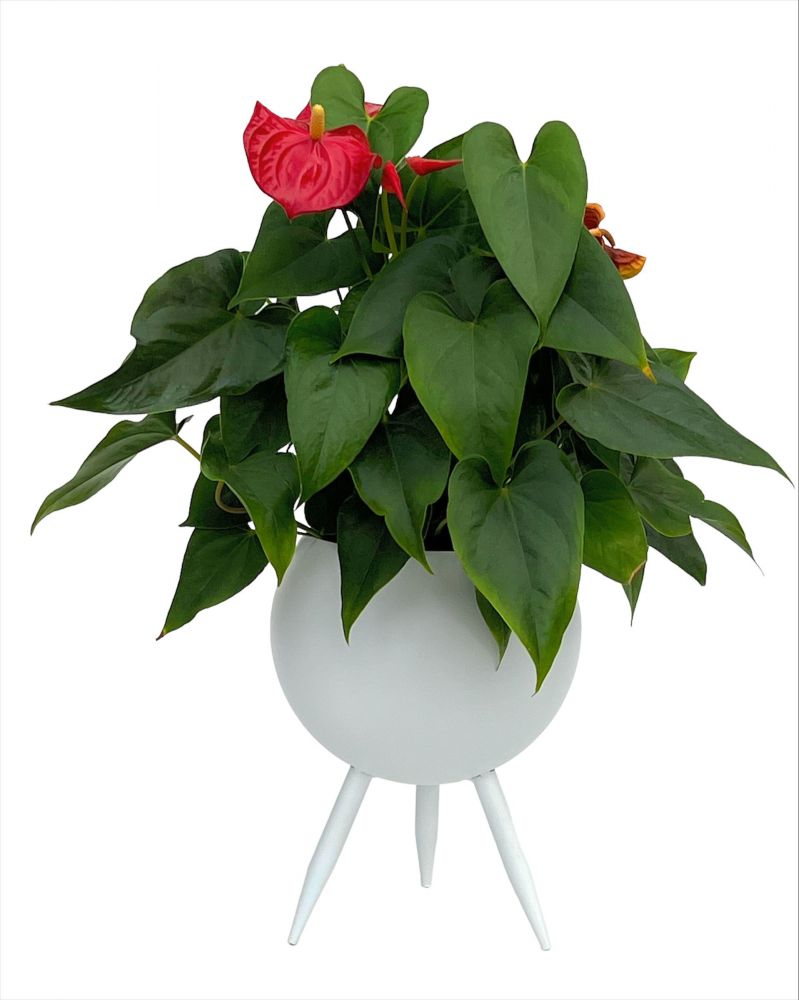DanDiBo Blumenhocker Metall mit Topf Weiß 27 cm Blumenständer 96259 L Blumensäule Modern Pflanzenständer Pflanzenhocker